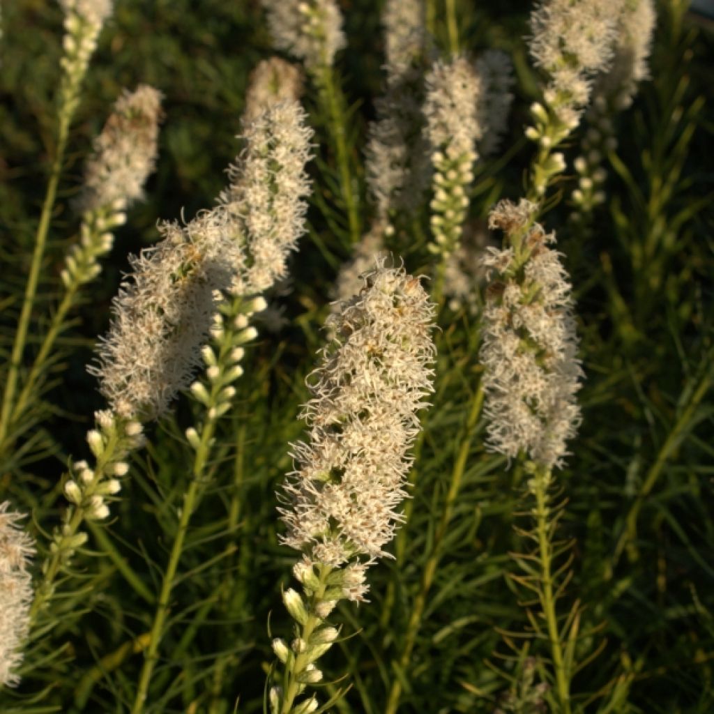 Plume du Kansas, Liatris spicata Floristan White