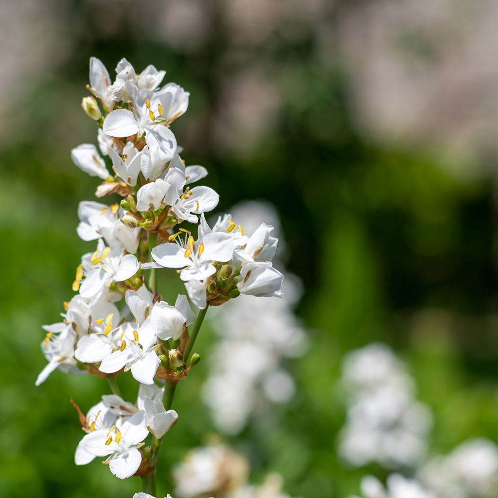 Libertia grandiflora 