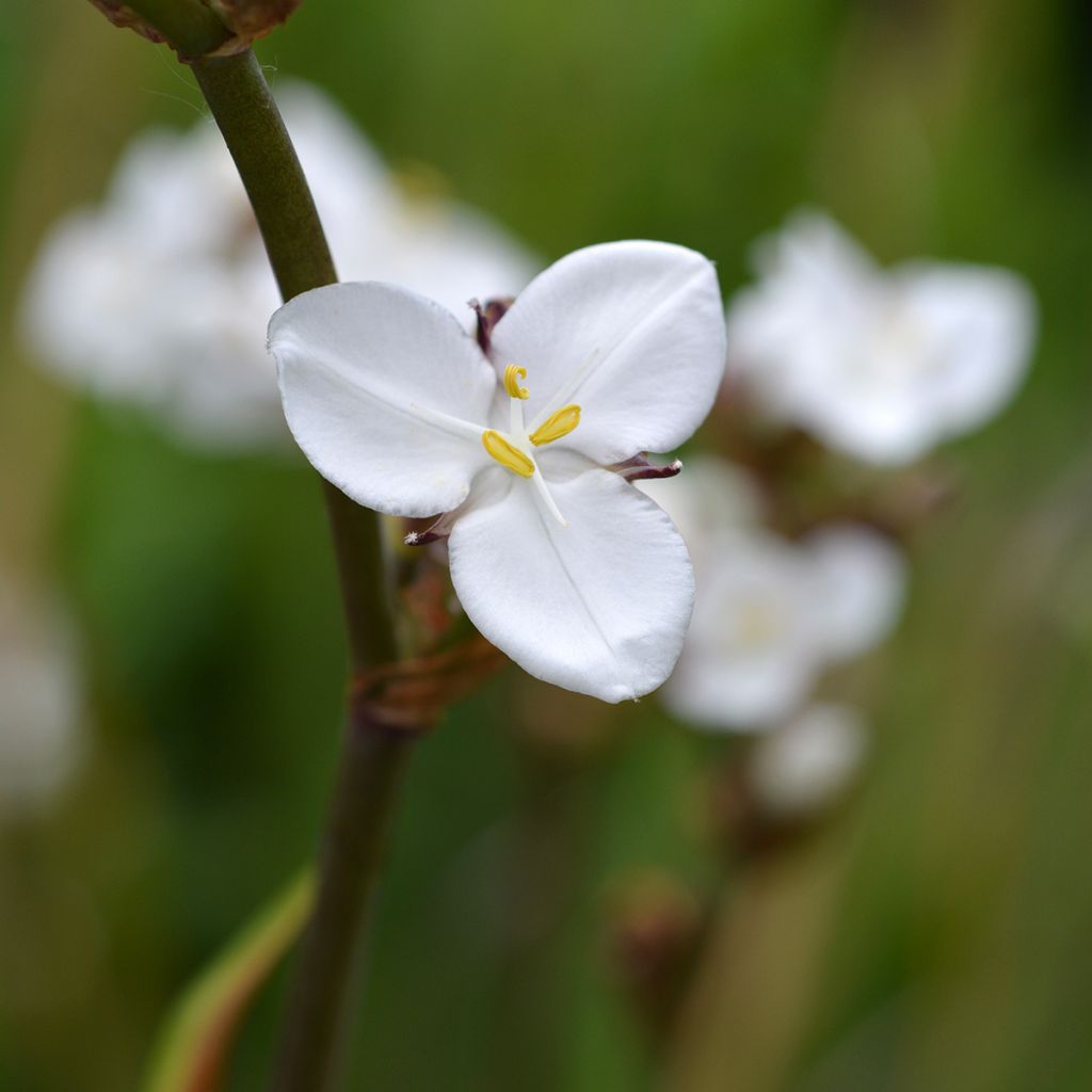 Libertia grandiflora 