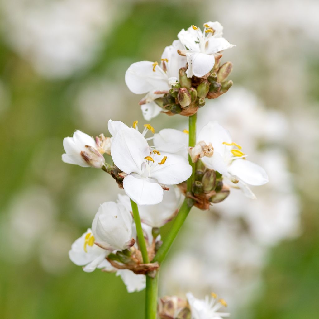 Libertia grandiflora 