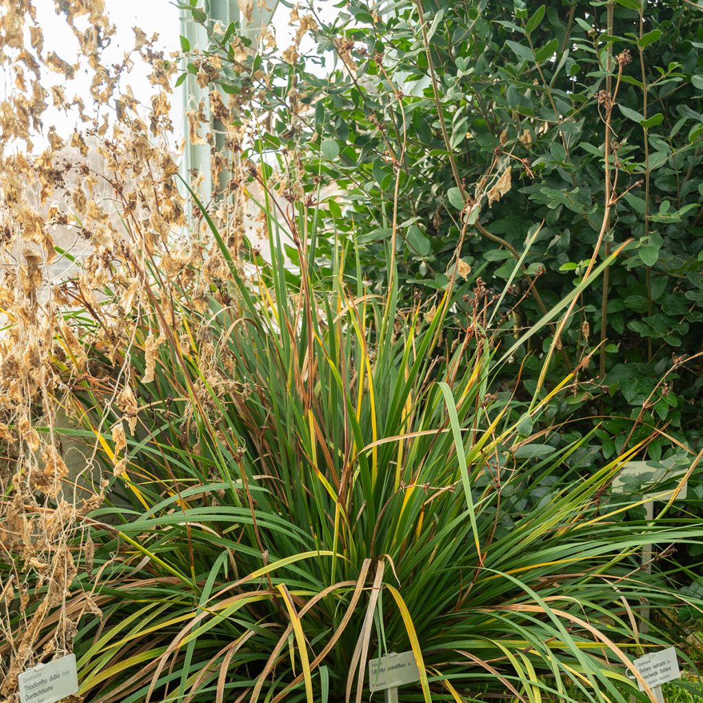 Libertia grandiflora 