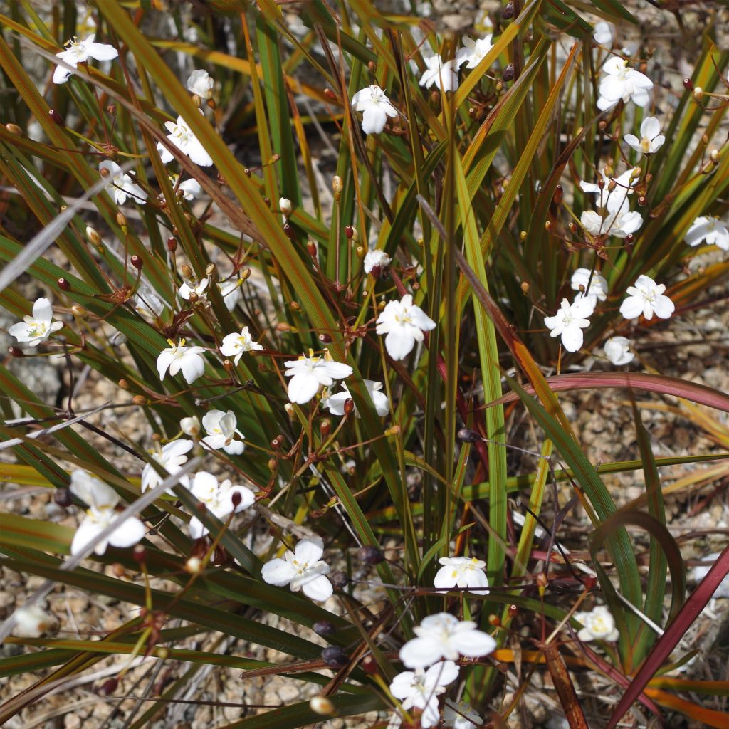 Libertia peregrinens