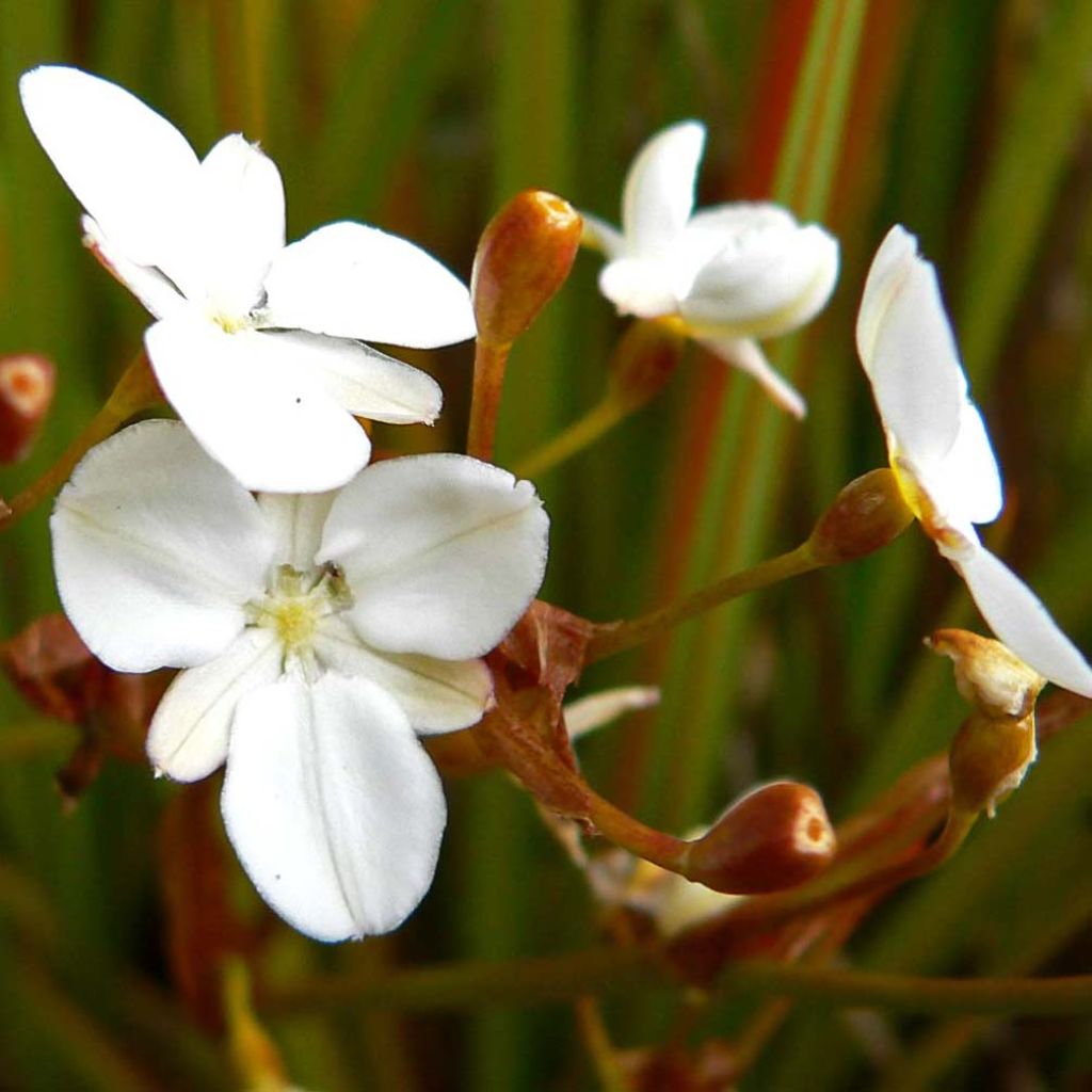 Libertia peregrinens