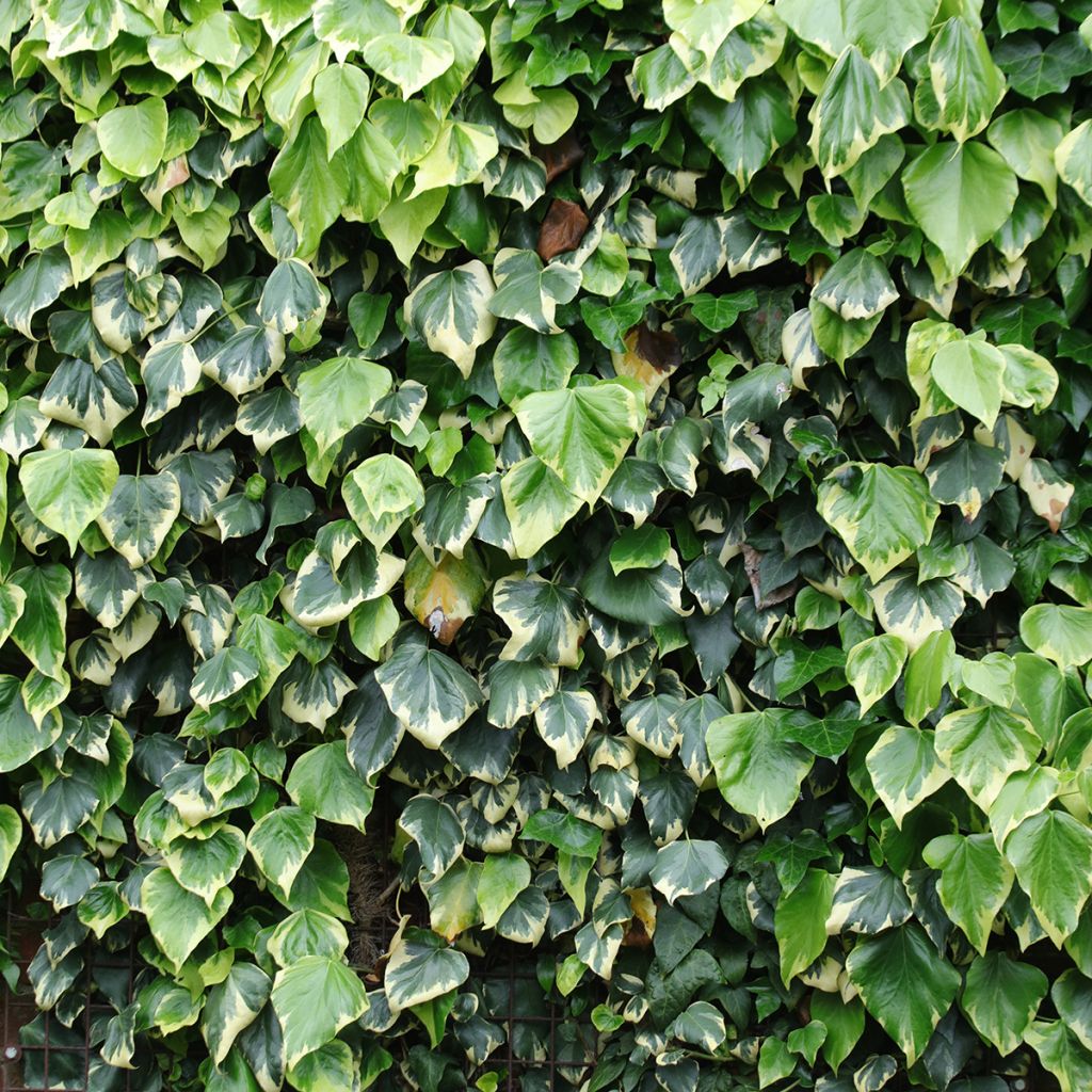 Lierre de Colchide - Hedera colchica Dentata Variegata