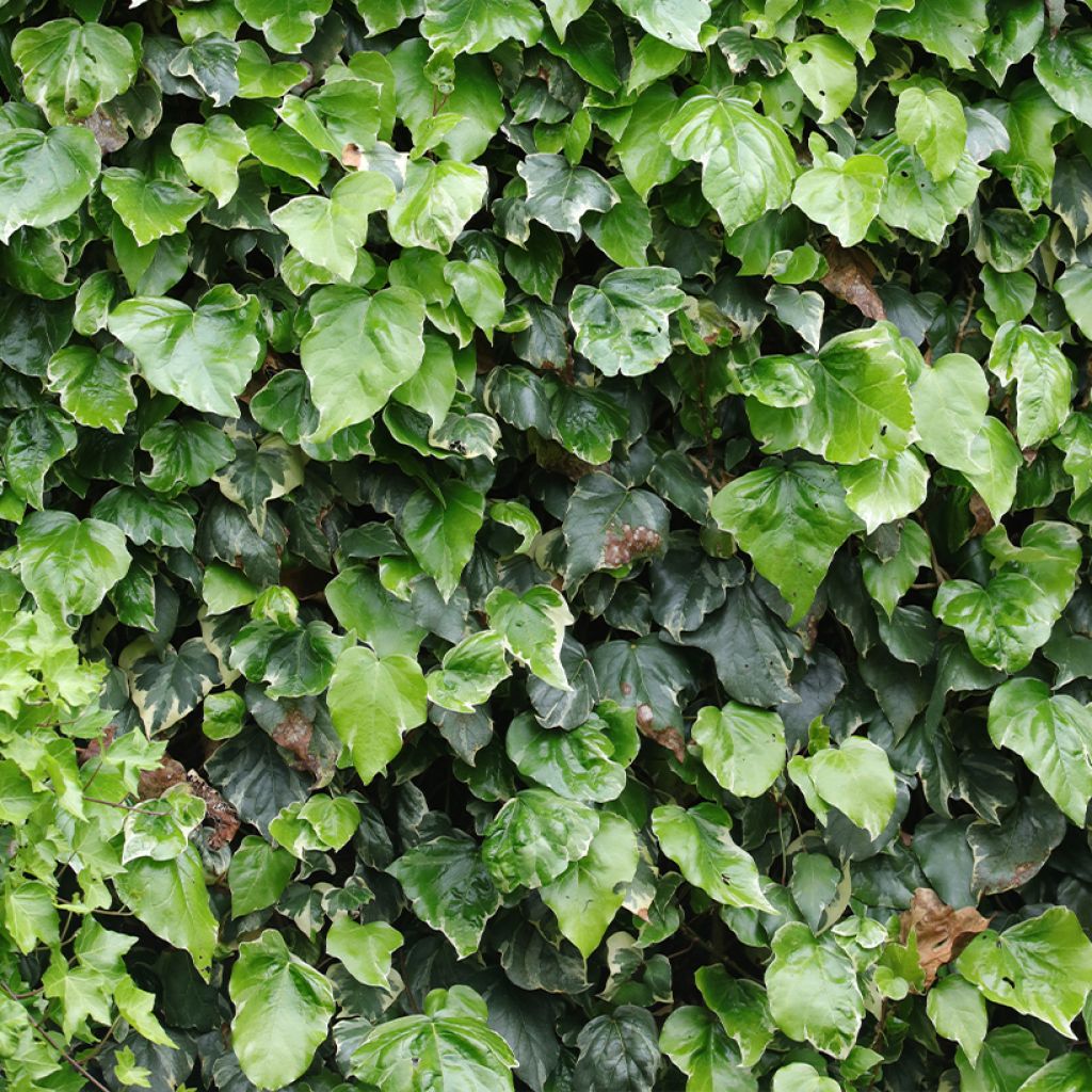 Lierre des Canaries - Hedera algeriensis Gloire de Marengo