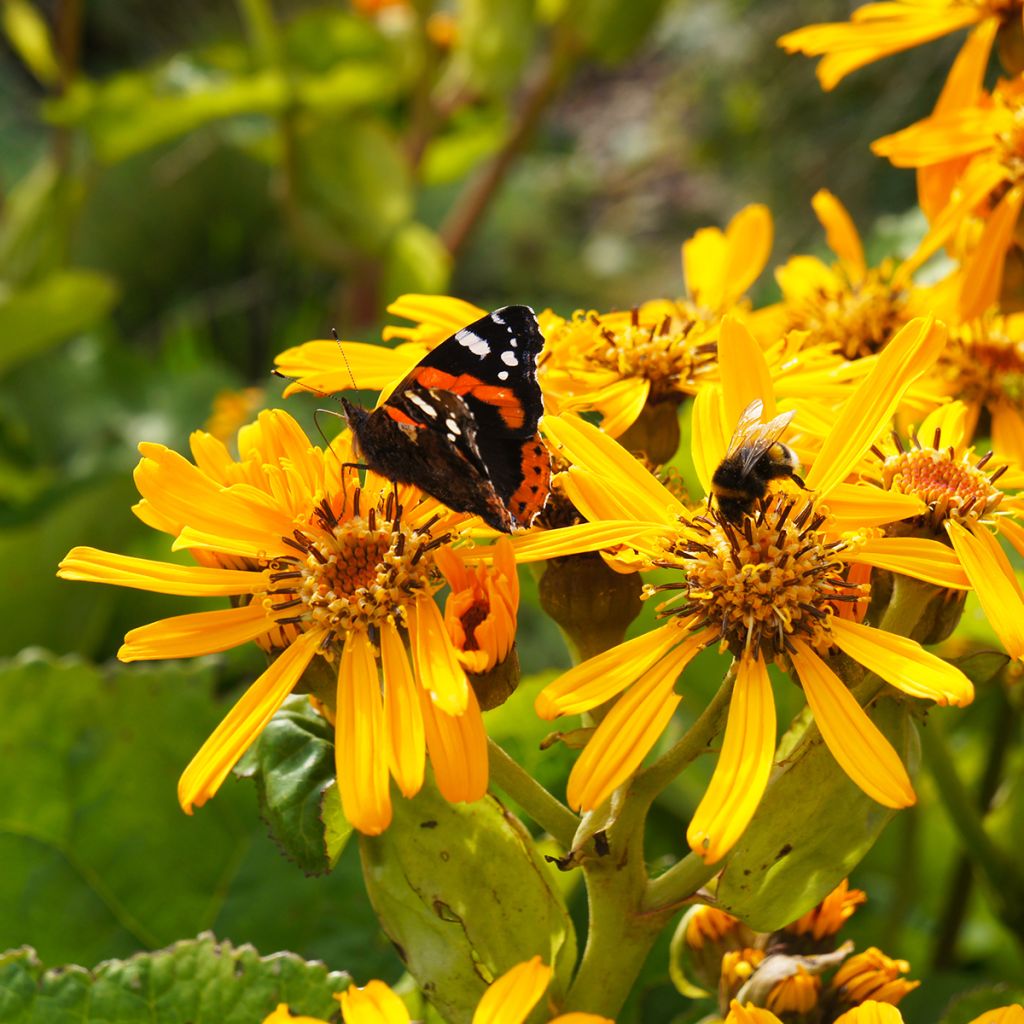 Ligulaire - Ligularia dentata Desdemona 