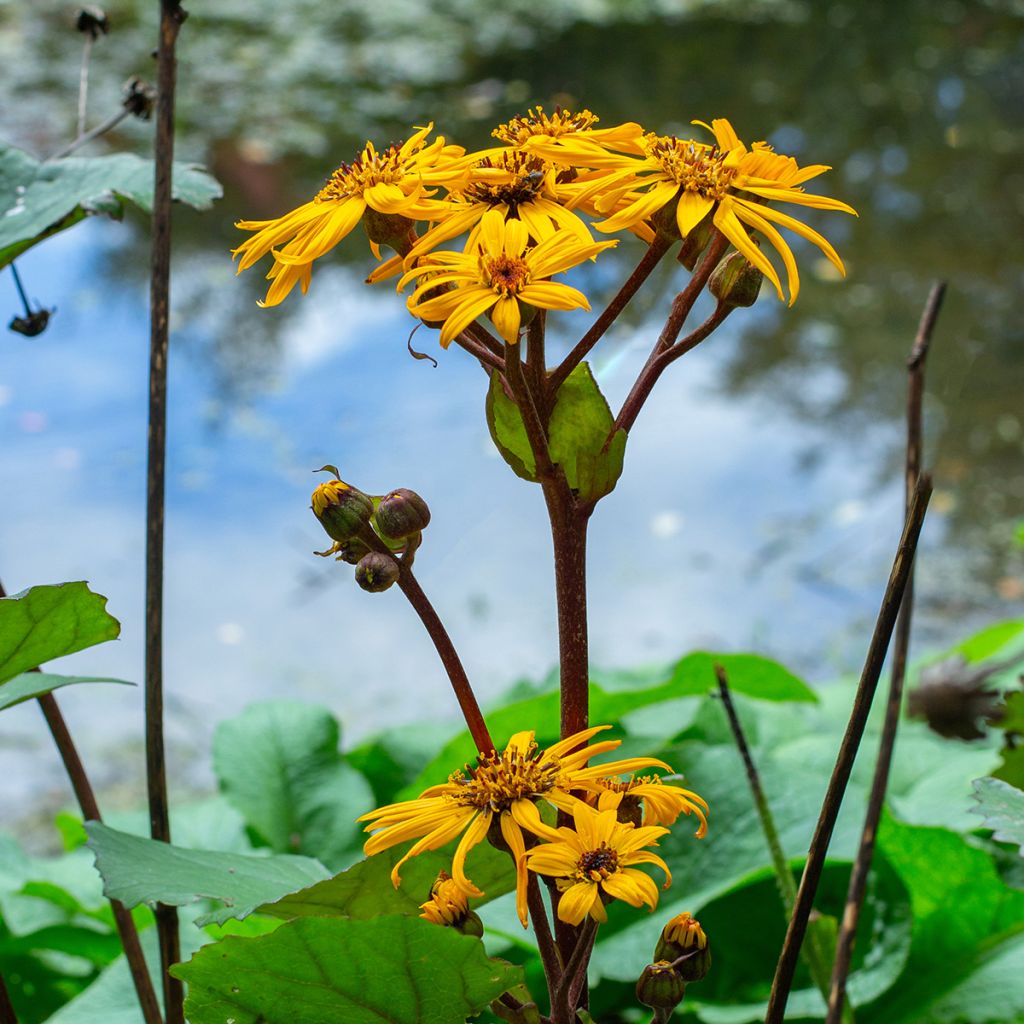 Ligulaire - Ligularia dentata Desdemona 