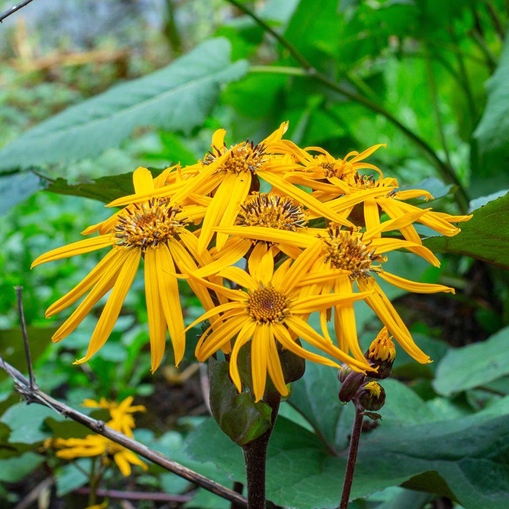 Ligulaire - Ligularia dentata Desdemona 