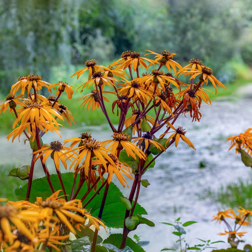 Ligulaire - Ligularia dentata Desdemona 