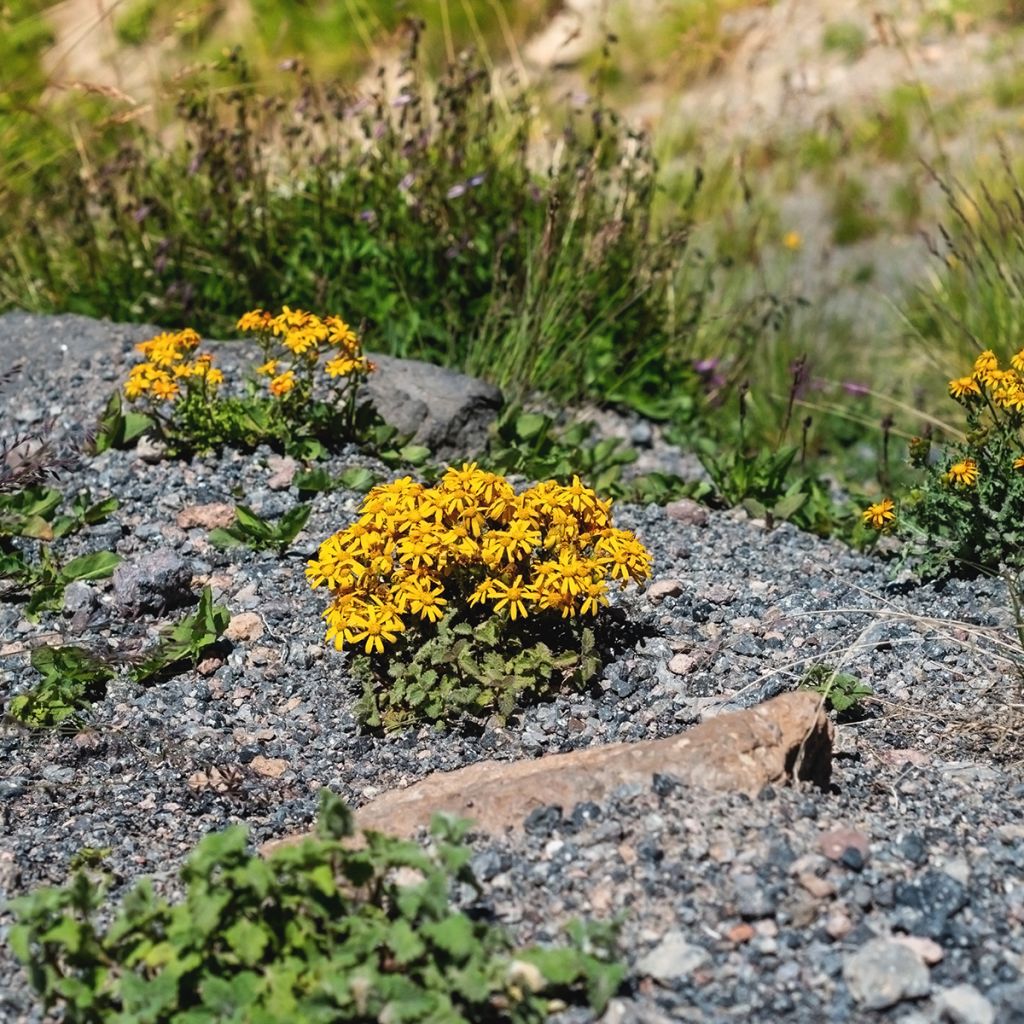 Ligulaire - Ligularia dentata Desdemona 