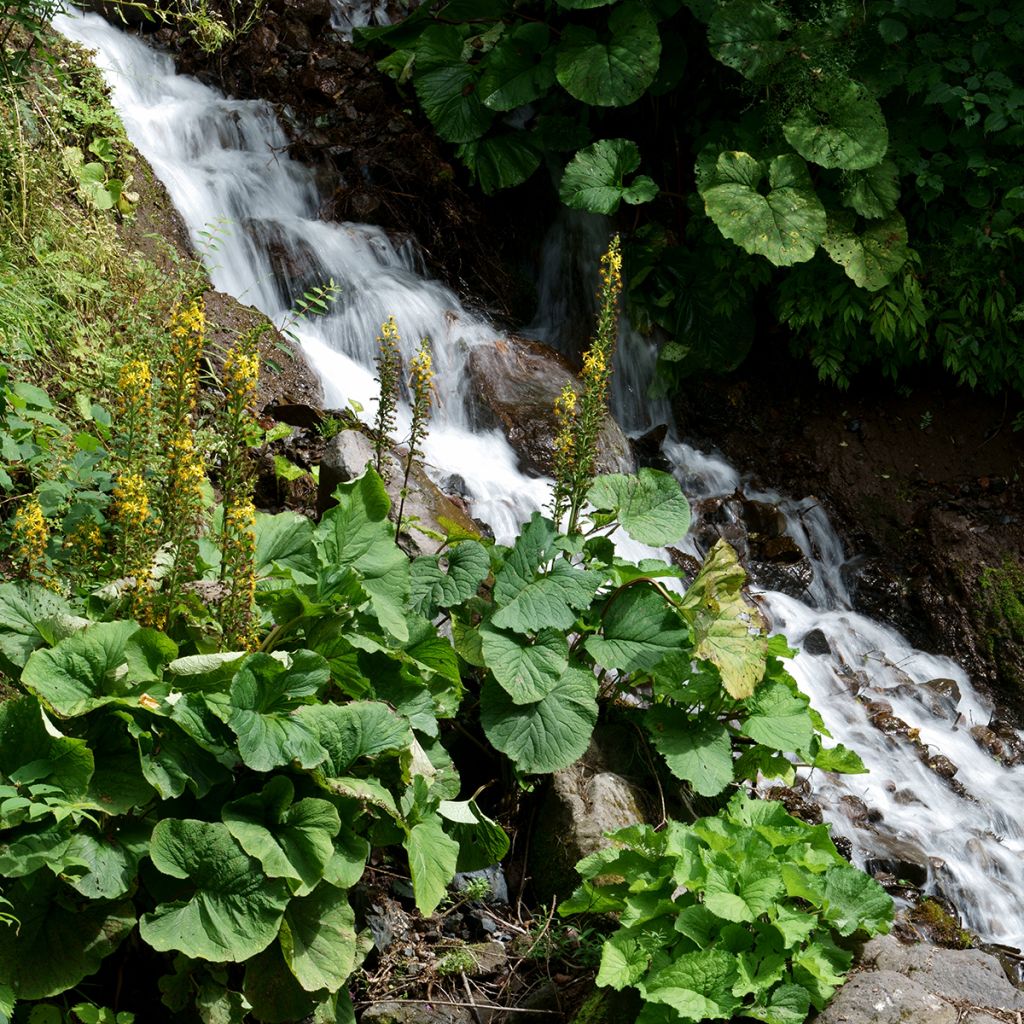 Ligulaire, Ligularia fischeri