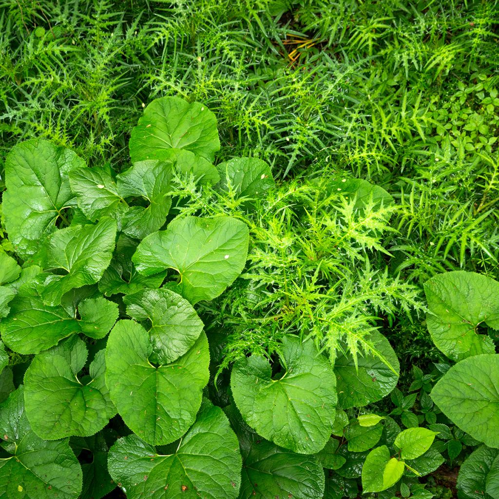 Ligulaire, Ligularia fischeri