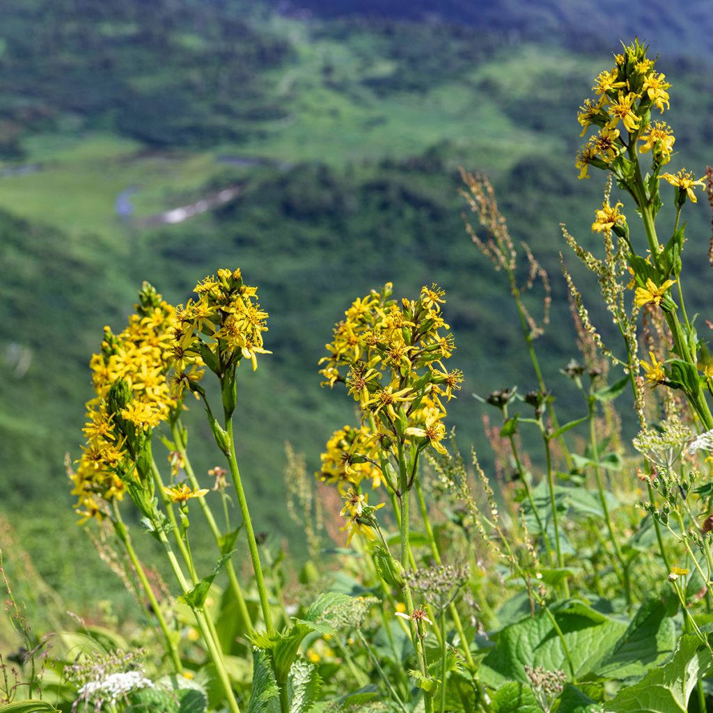 Ligulaire, Ligularia fischeri