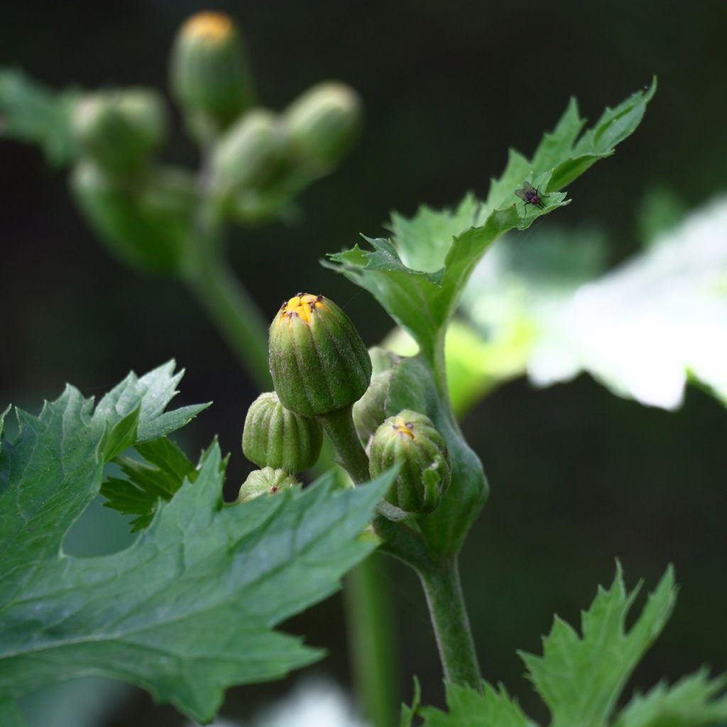 Ligulaire, Ligularia palmatiloba