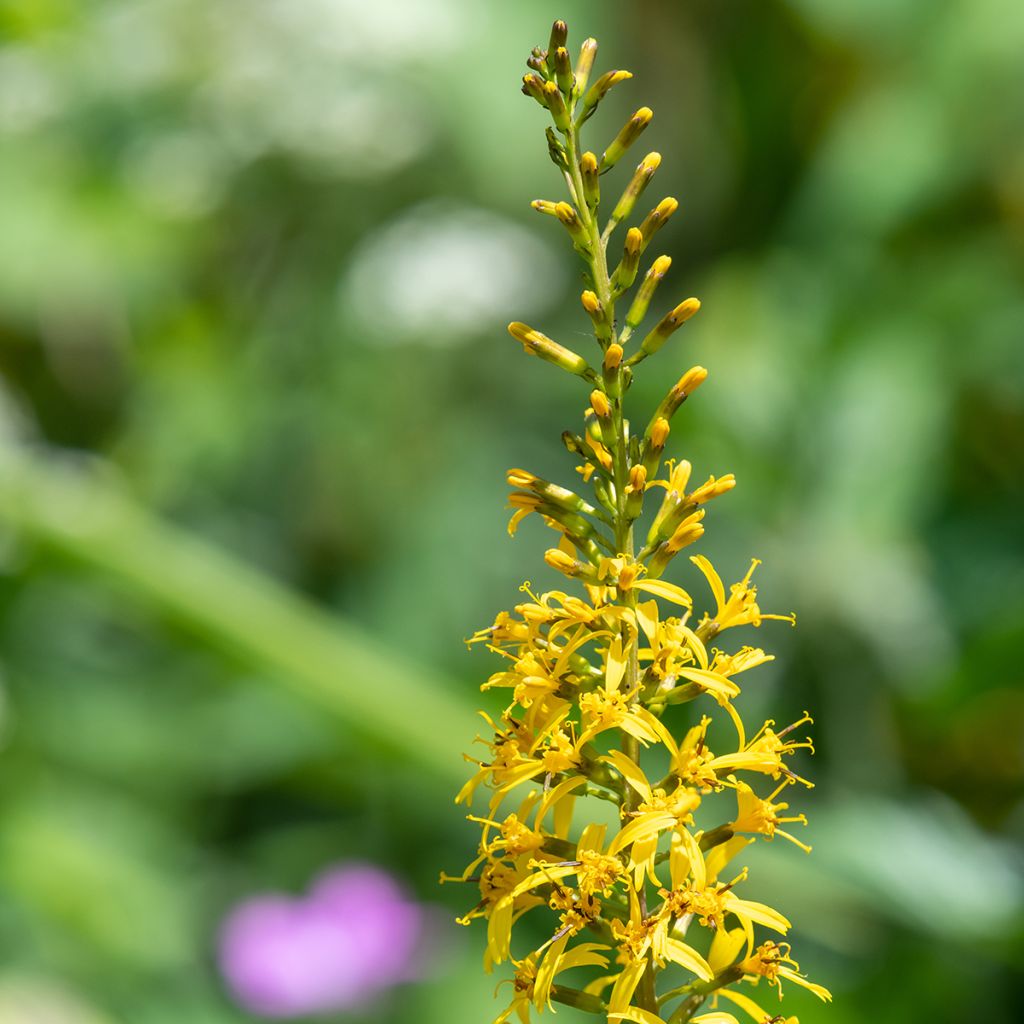 Ligulaire - Ligularia przewalskii