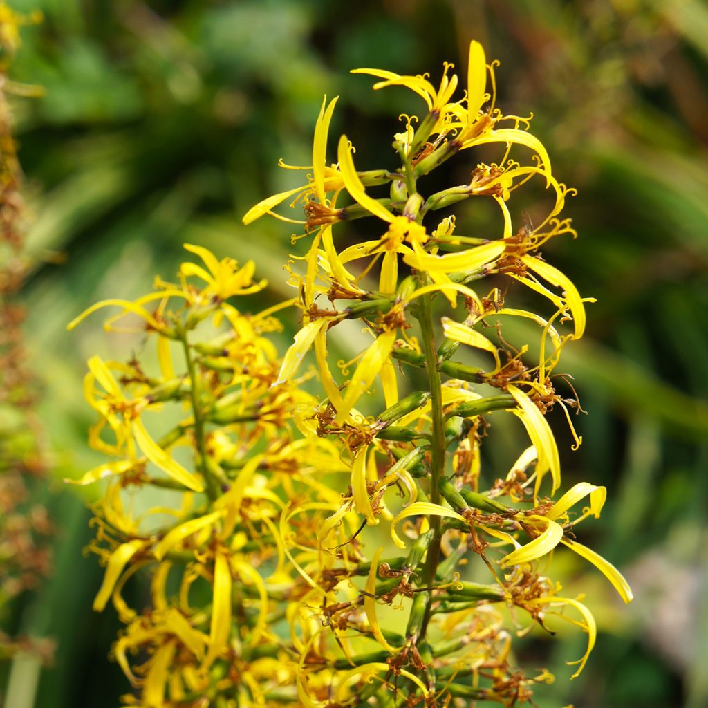 Ligulaire - Ligularia przewalskii