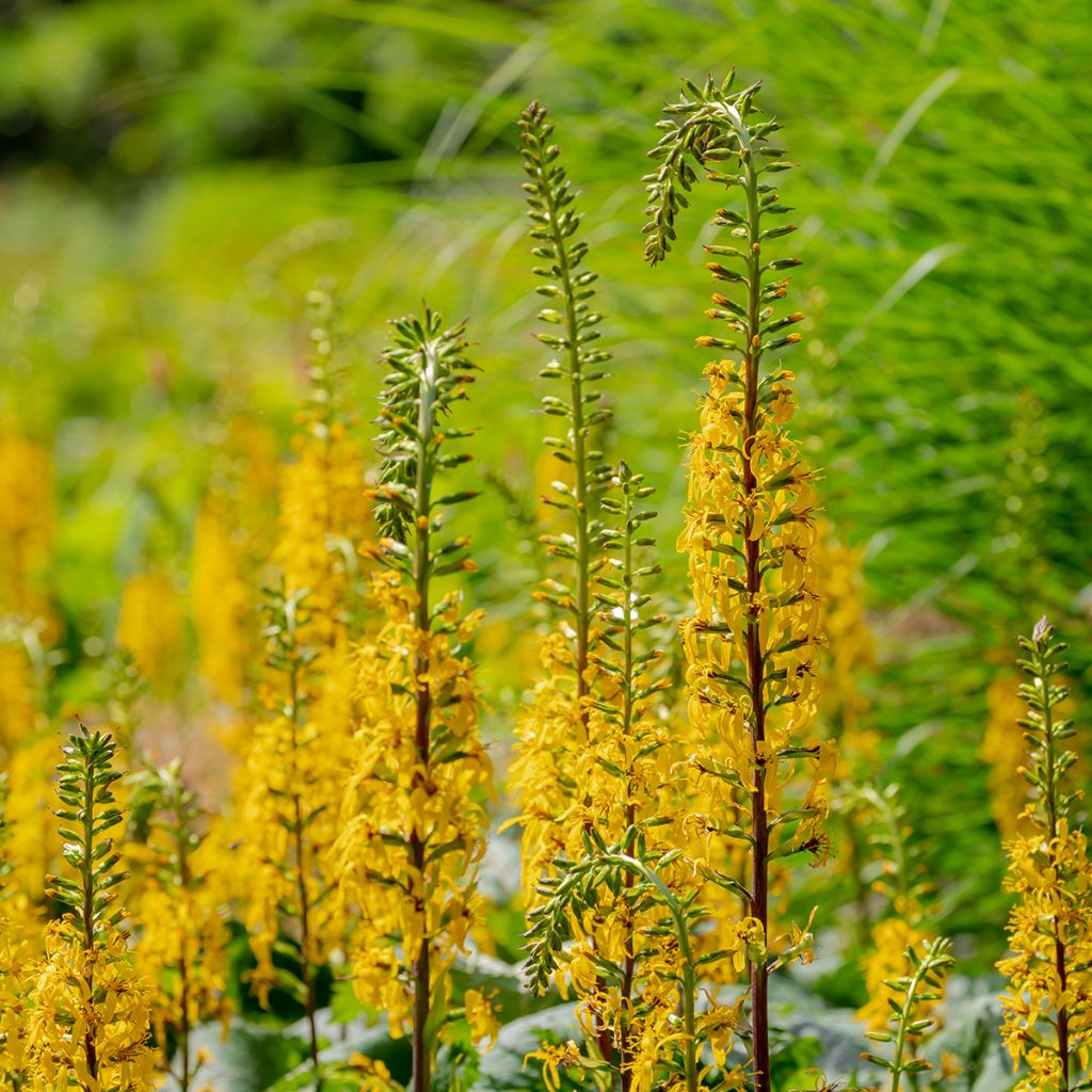 Ligulaire - Ligularia przewalskii