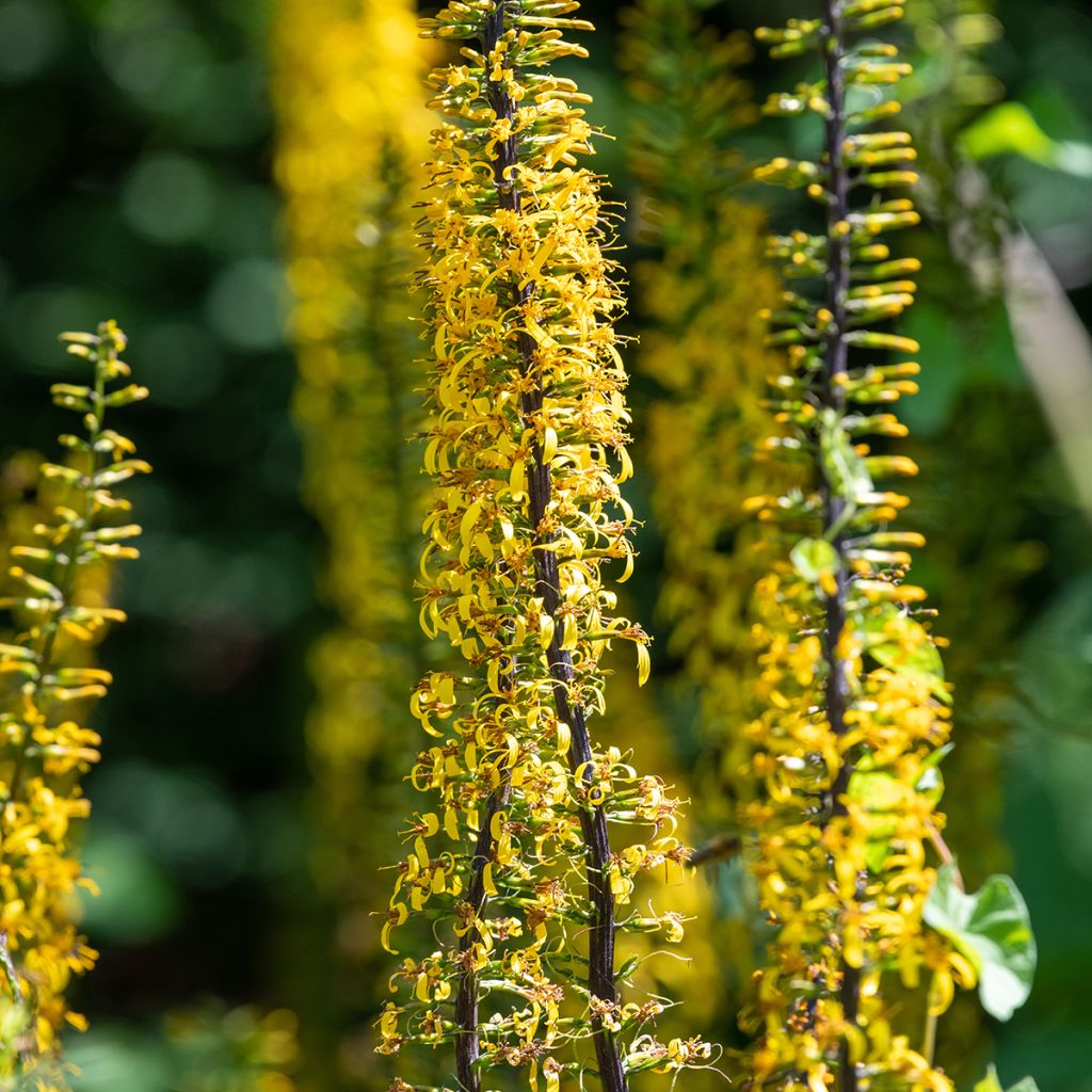 Ligulaire - Ligularia przewalskii