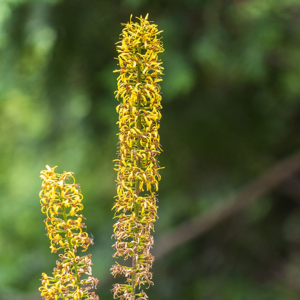 Ligulaire - Ligularia przewalskii