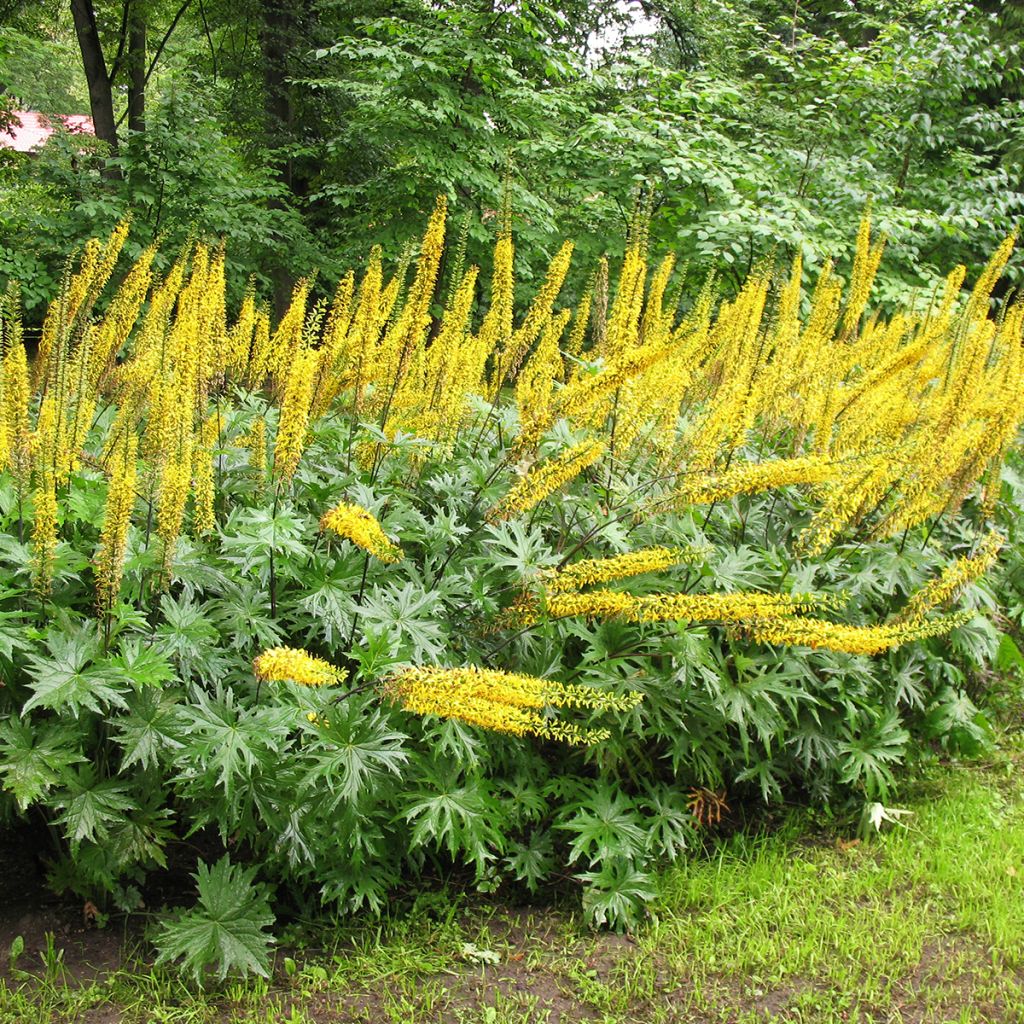 Ligulaire - Ligularia przewalskii