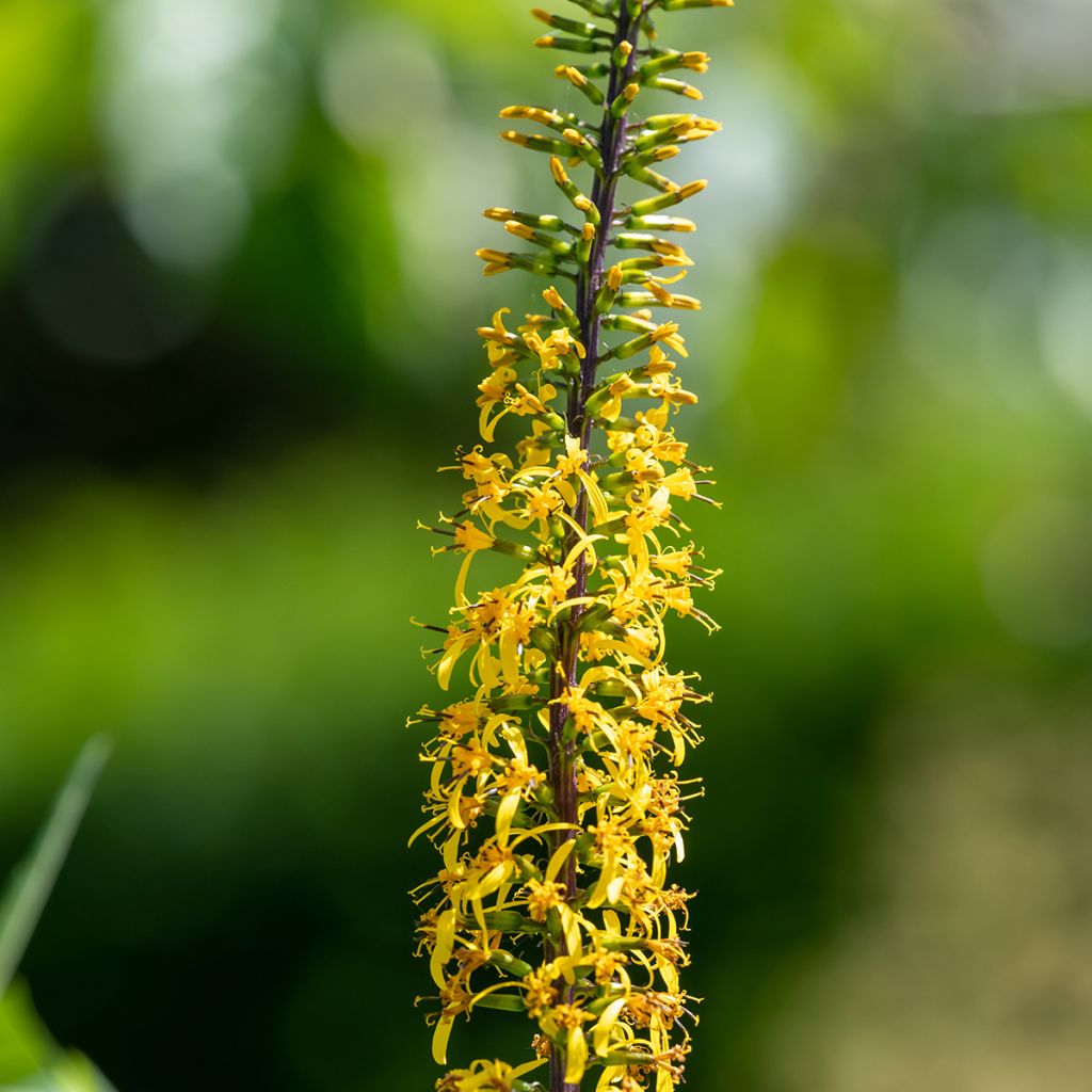 Ligulaire - Ligularia przewalskii