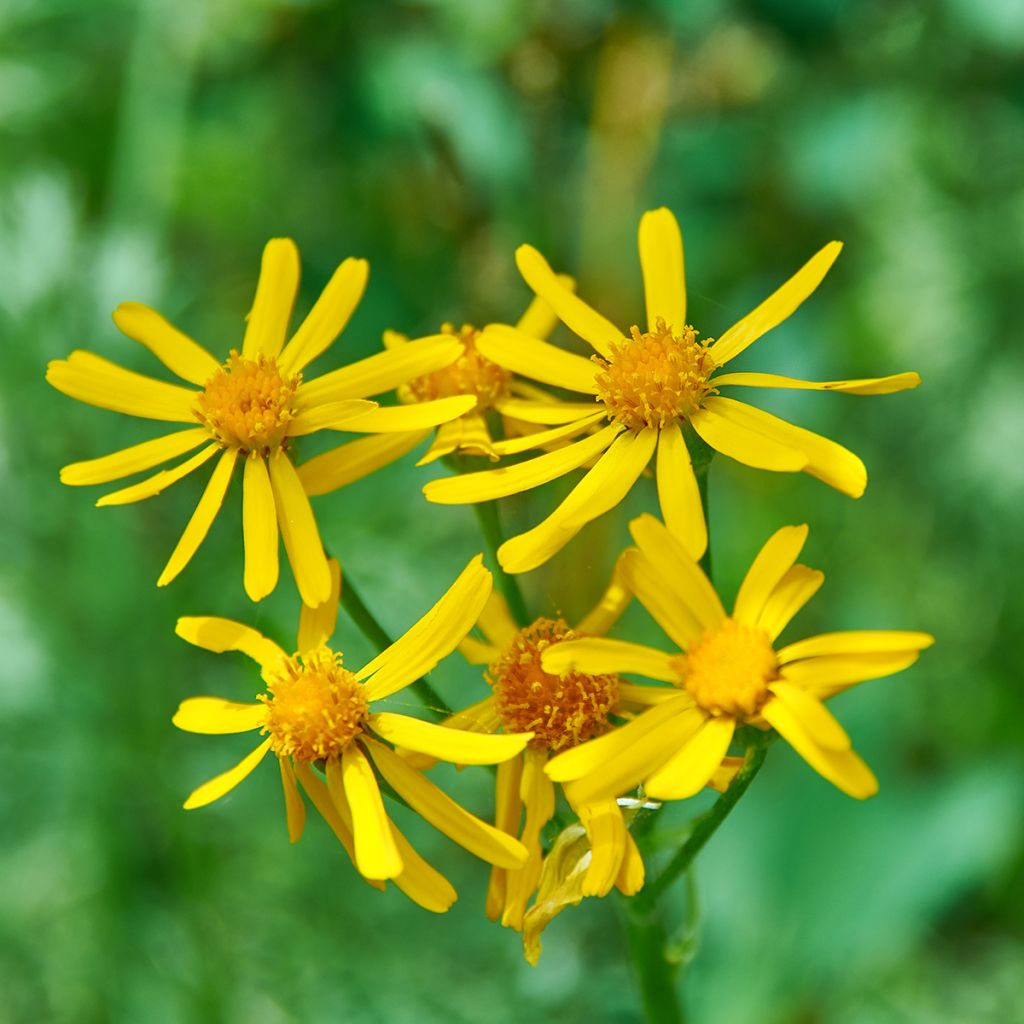 Ligulaire, Ligularia sibirica