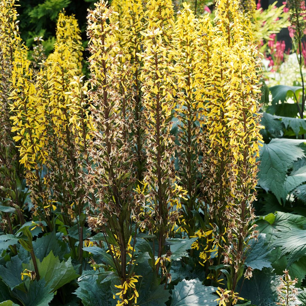 Ligulaire - Ligularia stenocephala Little Rocket