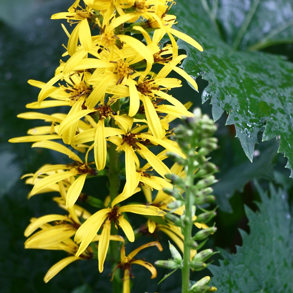 Ligulaire - Ligularia stenocephala