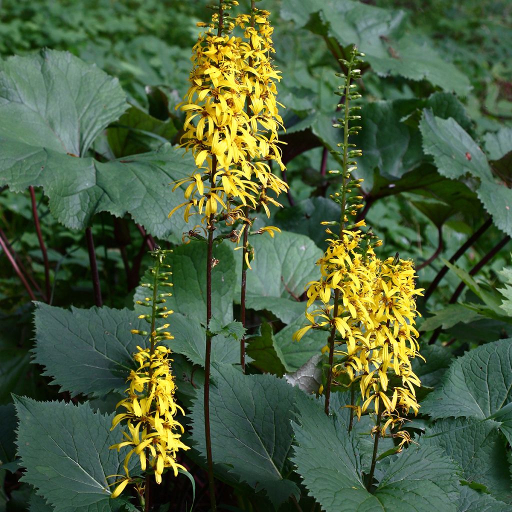 Ligulaire - Ligularia stenocephala