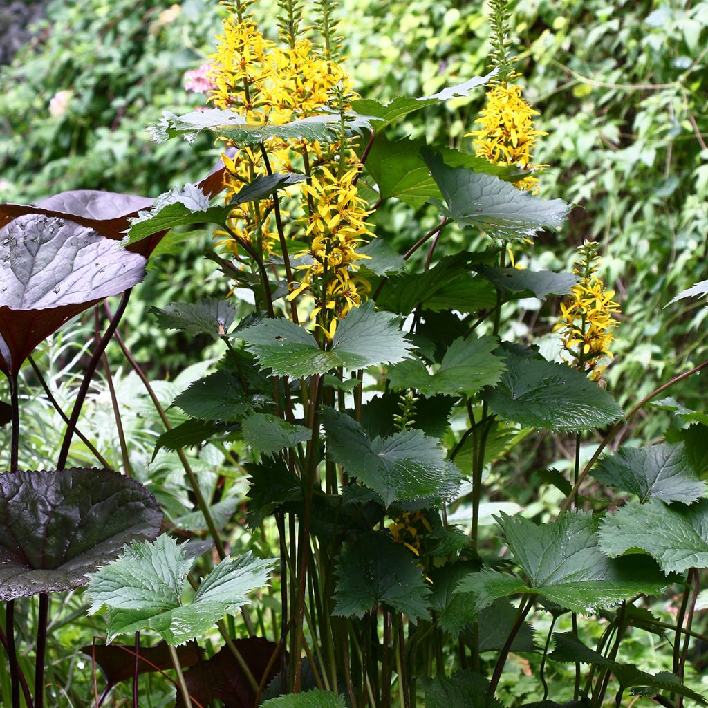 Ligulaire - Ligularia stenocephala