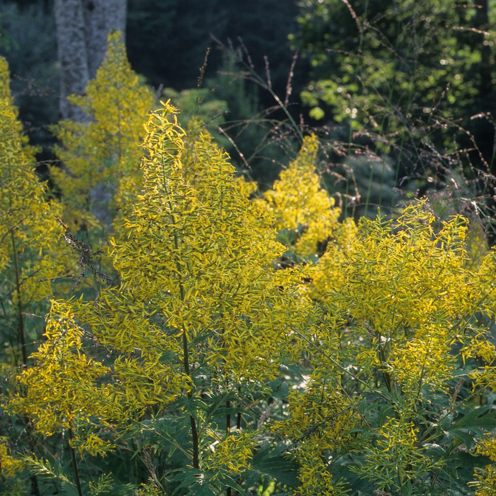 Ligulaire, Ligularia tangutica