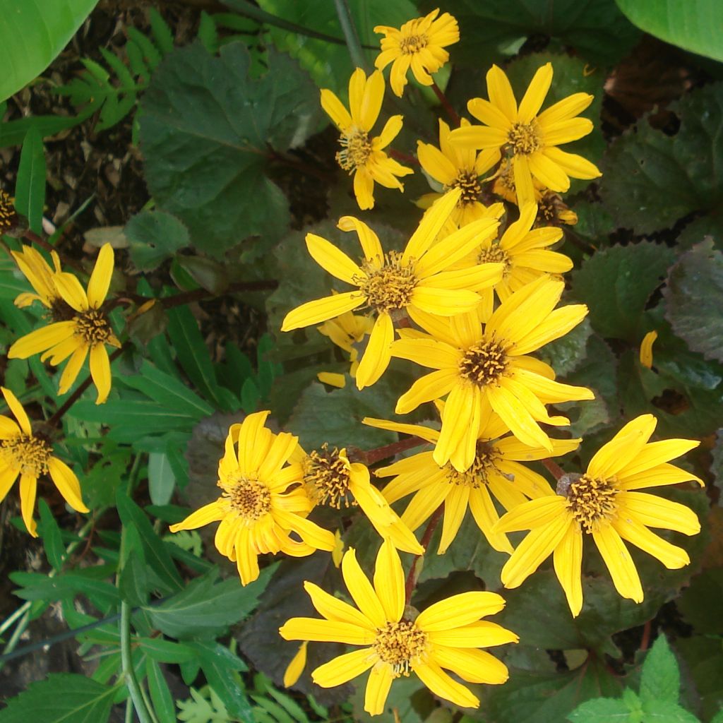 Ligularia Gregynog Gold - Ligulaire orange doré