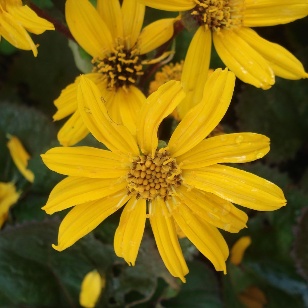 Ligularia Gregynog Gold - Ligulaire orange doré