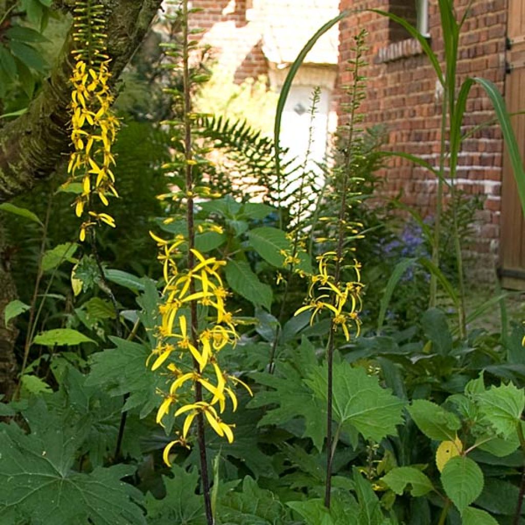 Ligulaire - Ligularia przewalskii