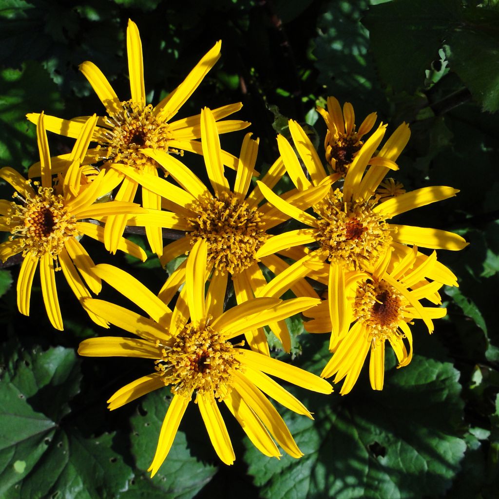 Ligularia dentata - Ligulaire dentée