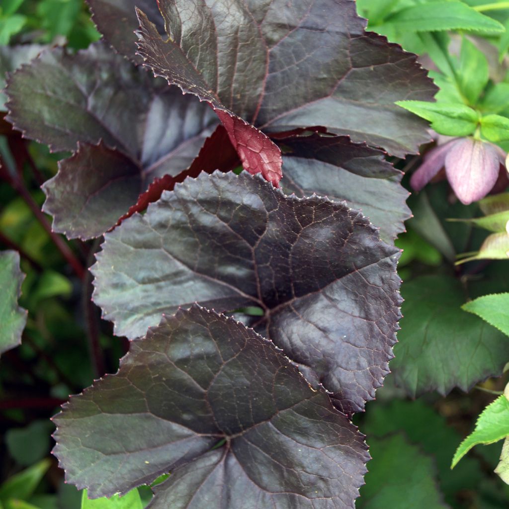 Ligularia dentata Britt-Marie Crawford - Ligulaire