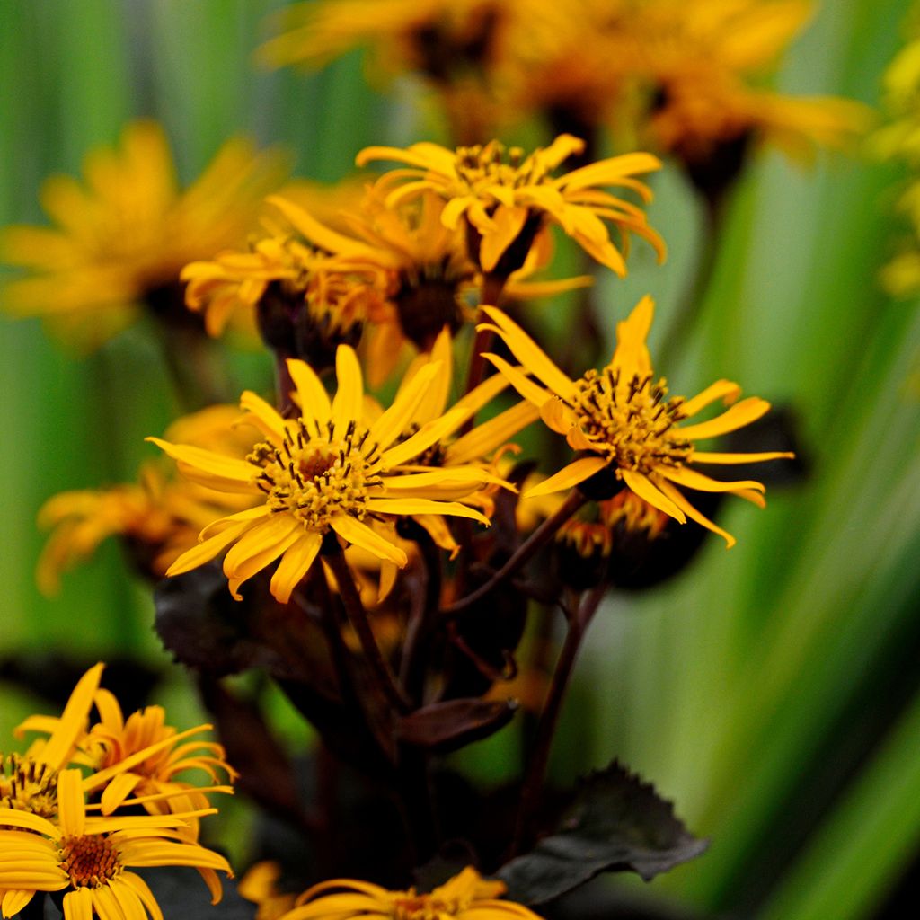 Ligularia dentata Britt-Marie Crawford - Ligulaire