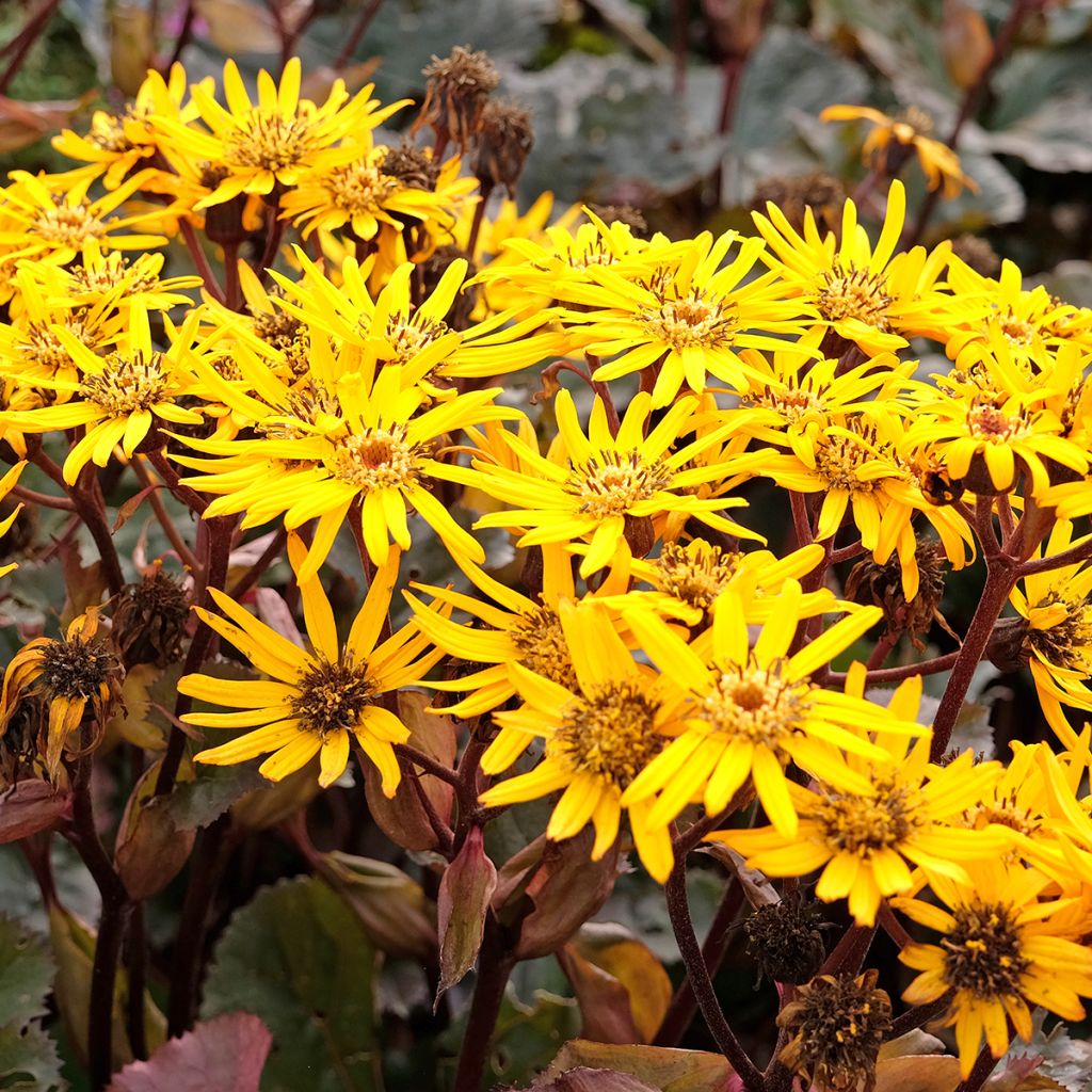 Ligularia dentata Britt-Marie Crawford - Ligulaire