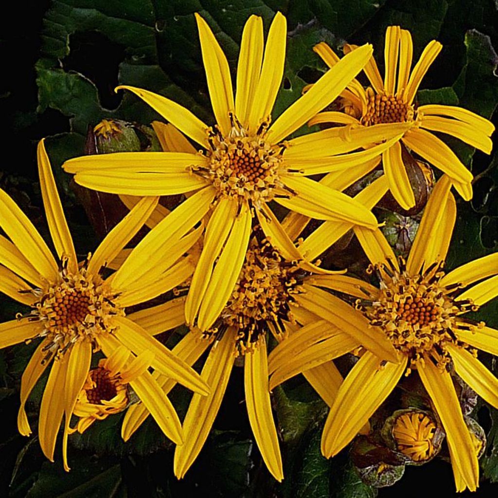 Ligulaire - Ligularia dentata Desdemona 