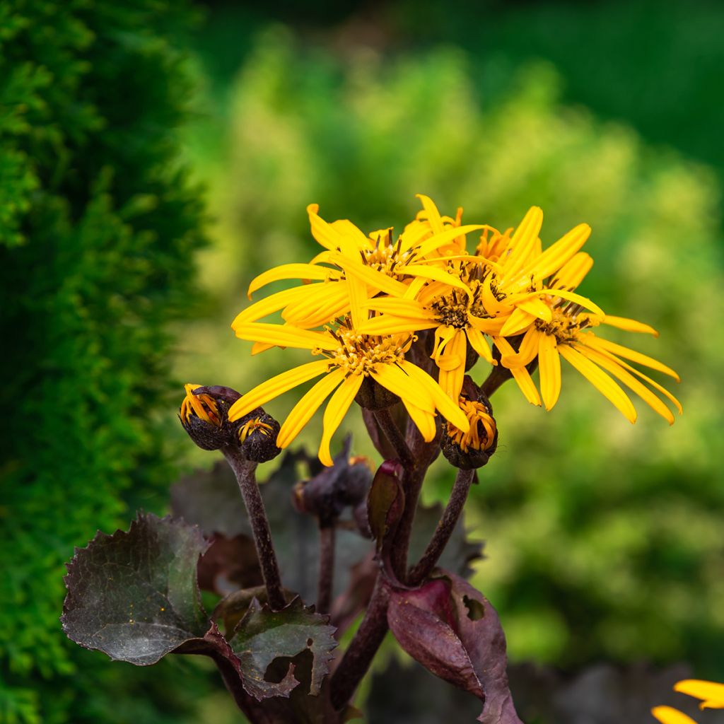 Ligularia dentata Garden Confetti - Ligulaire