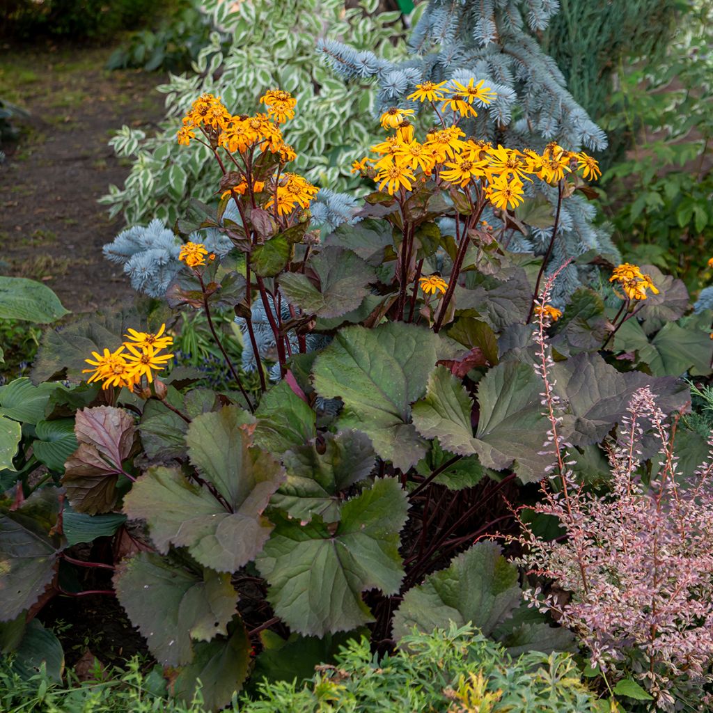 Ligularia dentata - Ligulaire dentée