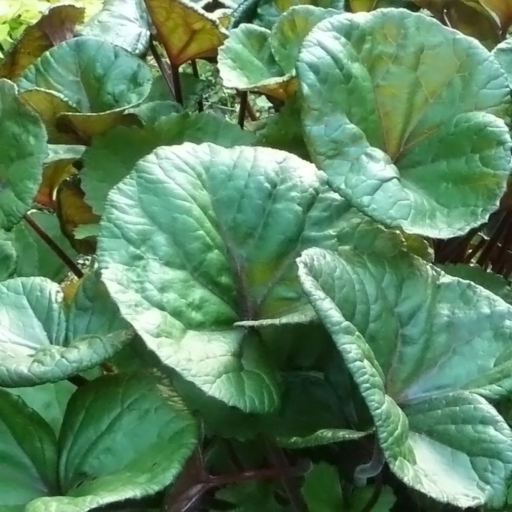 Ligularia dentata Othello - Ligulaire