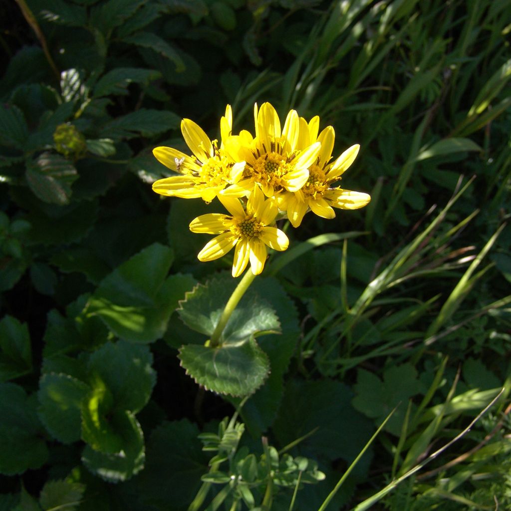 Ligularia hodgsonii - Ligulaire de Hodgson