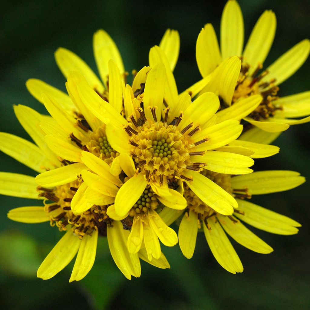 Ligularia hodgsonii - Ligulaire de Hodgson