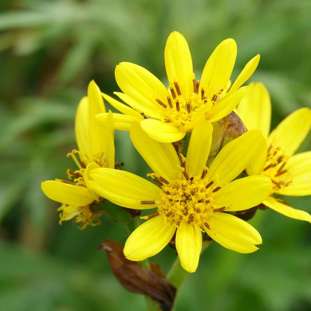 Ligularia hodgsonii - Ligulaire de Hodgson