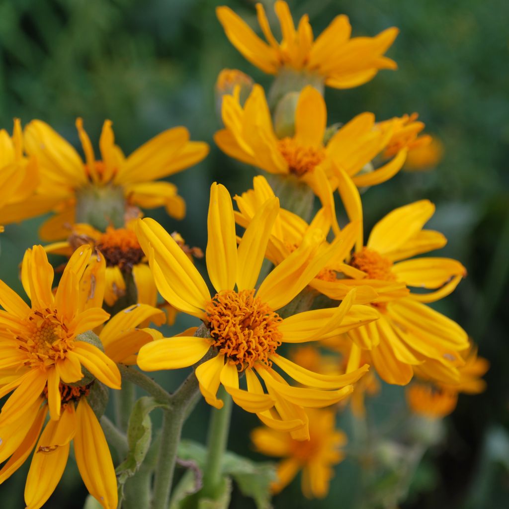 Ligulaire, Ligularia palmatiloba