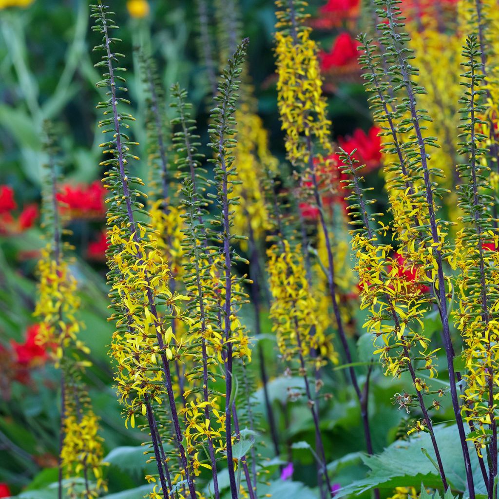 Ligularia wilsoniana - Ligulaire jaune vif