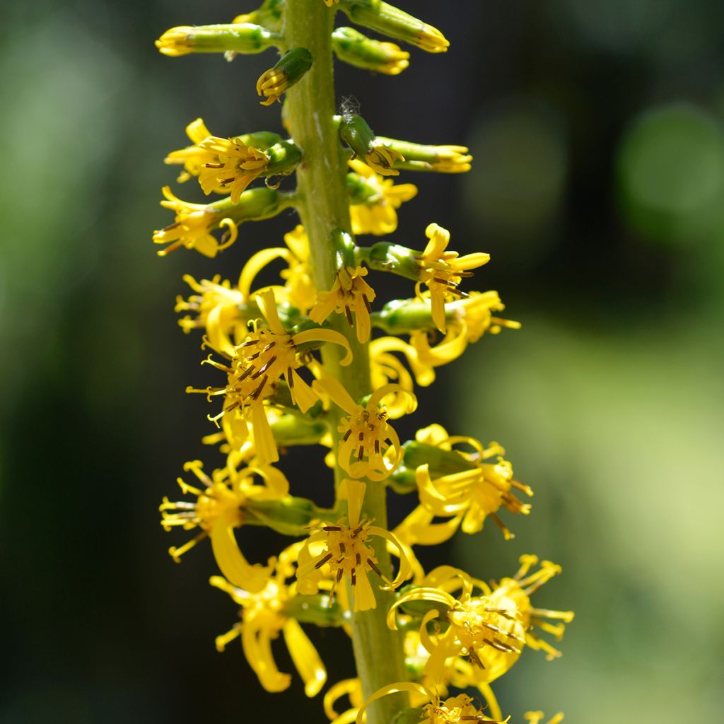 Ligularia wilsoniana - Ligulaire jaune vif