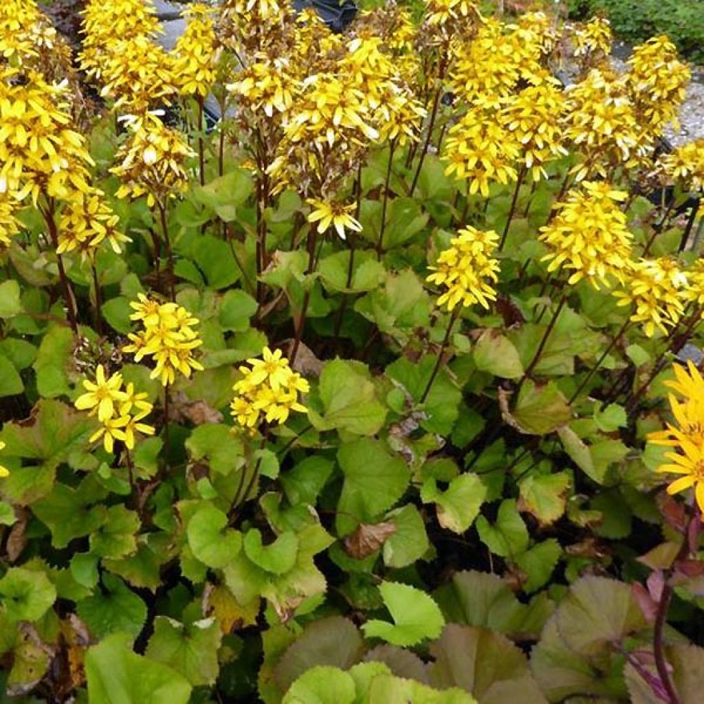 Ligulaire hessei Lanternchern - Ligularia x hessei Lanternchern