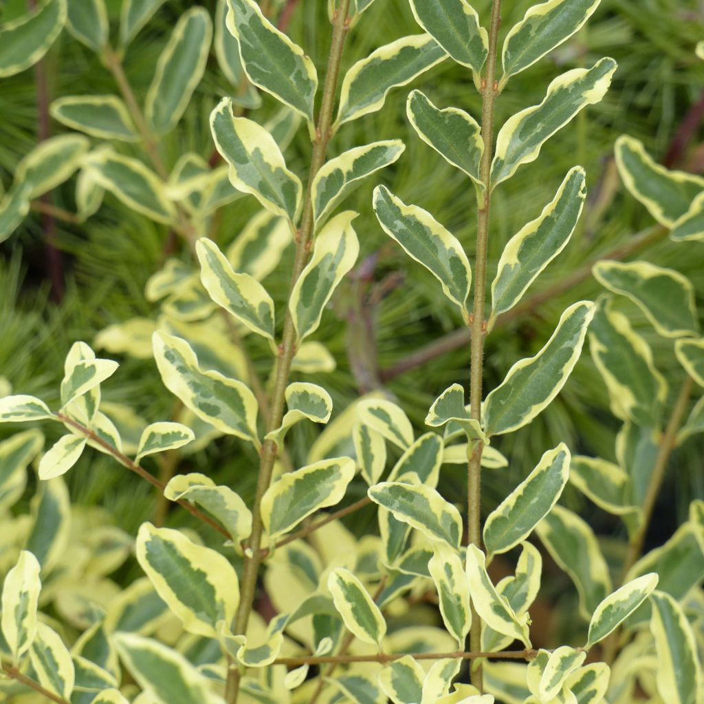 Ligustrum ibota Musli (Muster) - Troène panaché